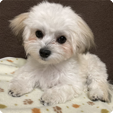 犬
